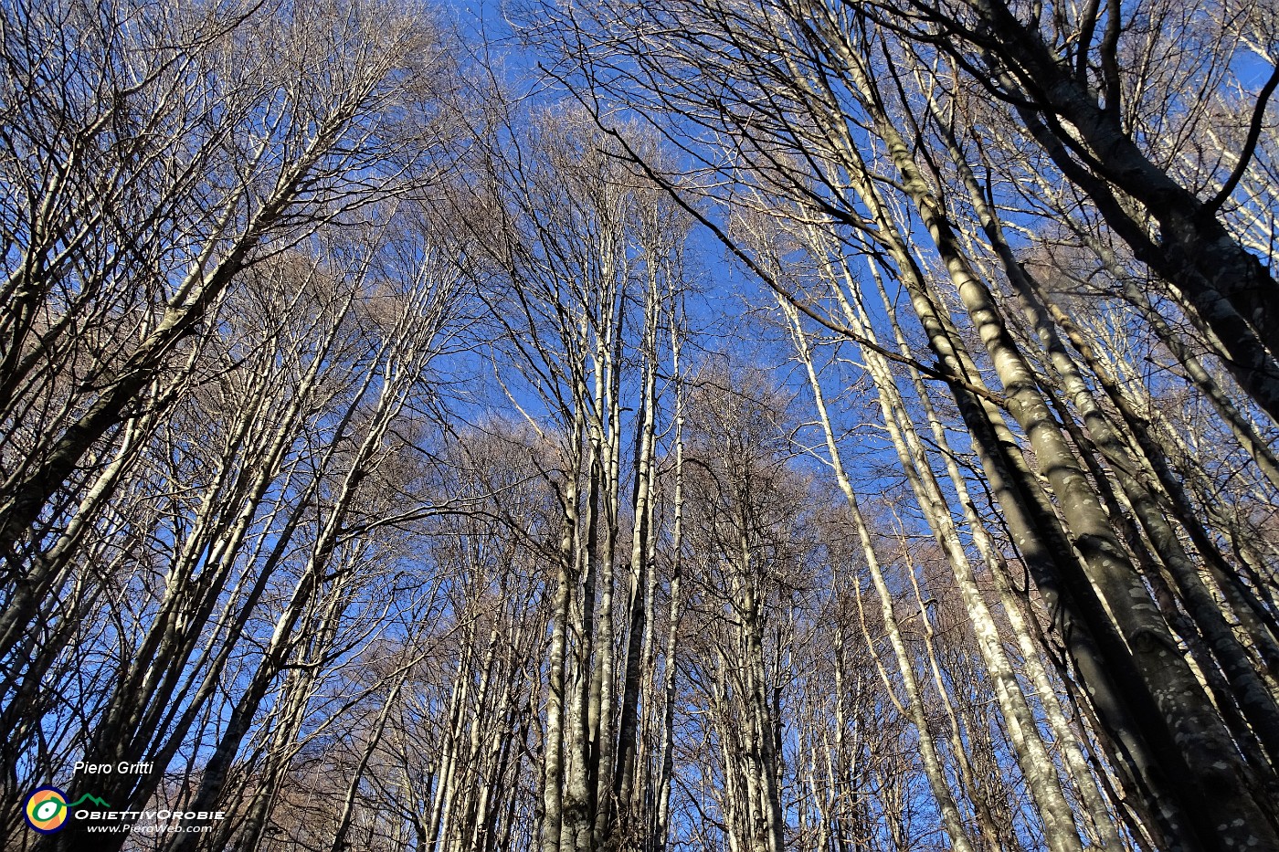 41 Faggi svettanti verso il cielo.JPG